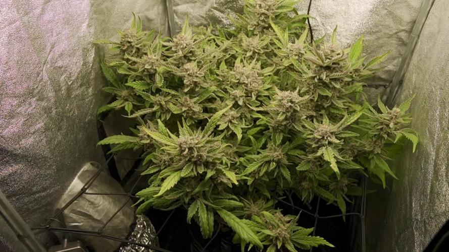 TPB Lemon Cherry Cookies Auto Hydro Grow