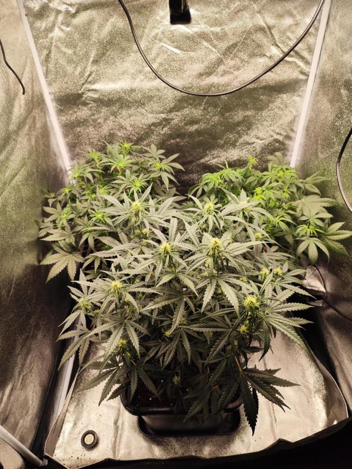 Auto fast Buds 80x80x180. Week 5
