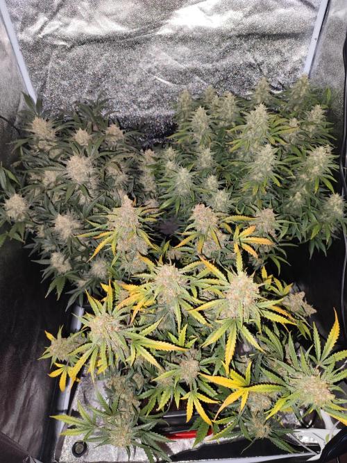 Auto fast Buds 80x80x180. Week 6 - Alle 3 zusammen 