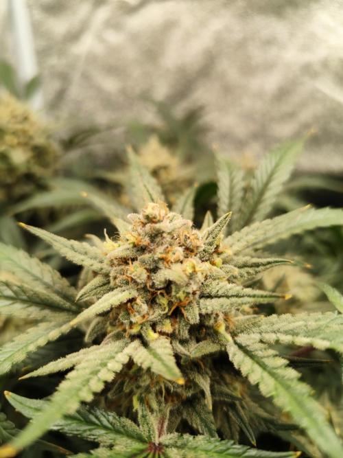 Auto fast Buds 80x80x180. Week 6 - Orange President 1