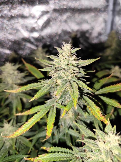 Auto fast Buds 80x80x180. Week 6 - Gorilla Skittlez 