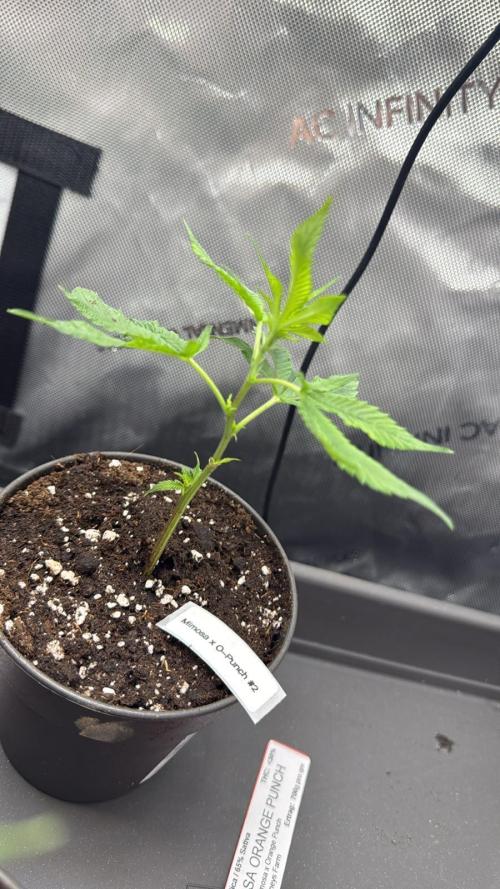 Birkinz/Mimosa x OP/PermanentMarker. Week 1