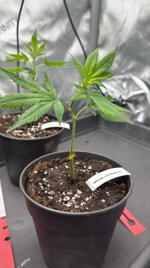 Birkinz/Mimosa x OP/PermanentMarker. Week 1