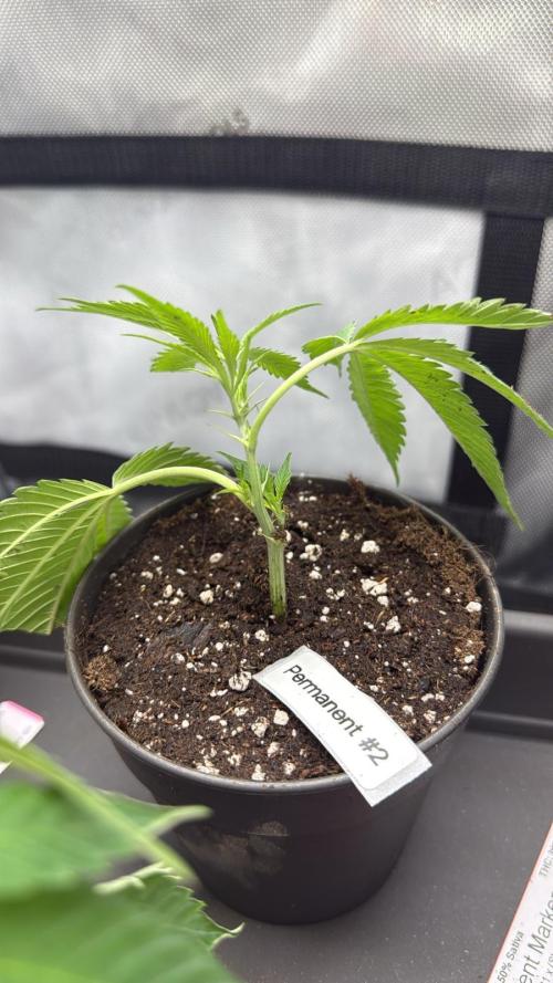 Birkinz/Mimosa x OP/PermanentMarker. Week 1