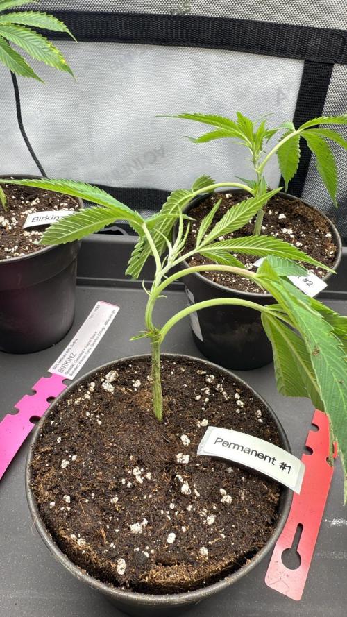 Birkinz/Mimosa x OP/PermanentMarker. Week 1