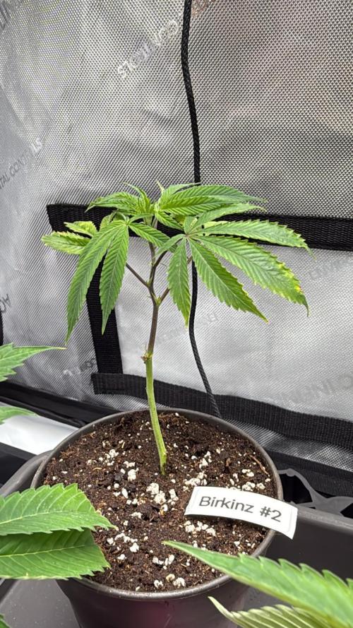 Birkinz/Mimosa x OP/PermanentMarker. Week 1