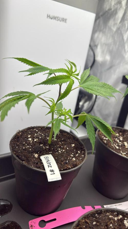 Birkinz/Mimosa x OP/PermanentMarker. Week 1