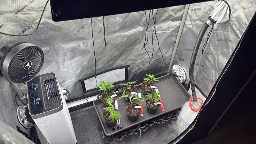 Birkinz/Mimosa x OP/PermanentMarker. Week 1