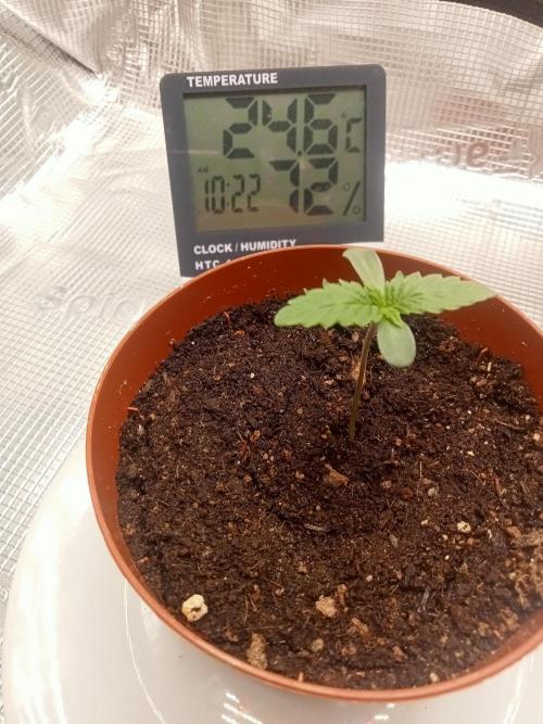 Grow Tent 2x2. Week 0
