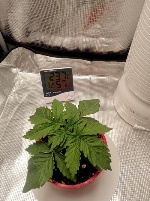 smashernovski poppin!. Week 2 - she's looking good 