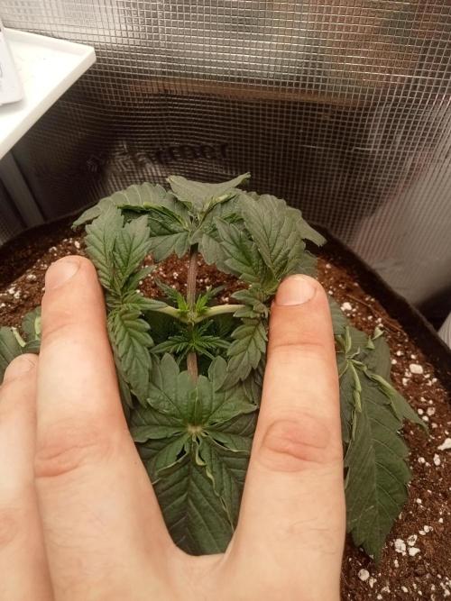 Grow Tent 2x2. Week 3