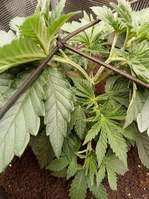 smashernovski poppin!. Week 4