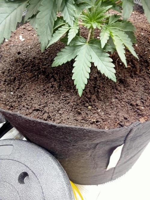 smashernovski poppin!. Week 4