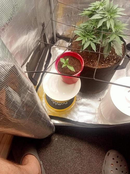 BAG SEED! STARDAWG!. Week 1