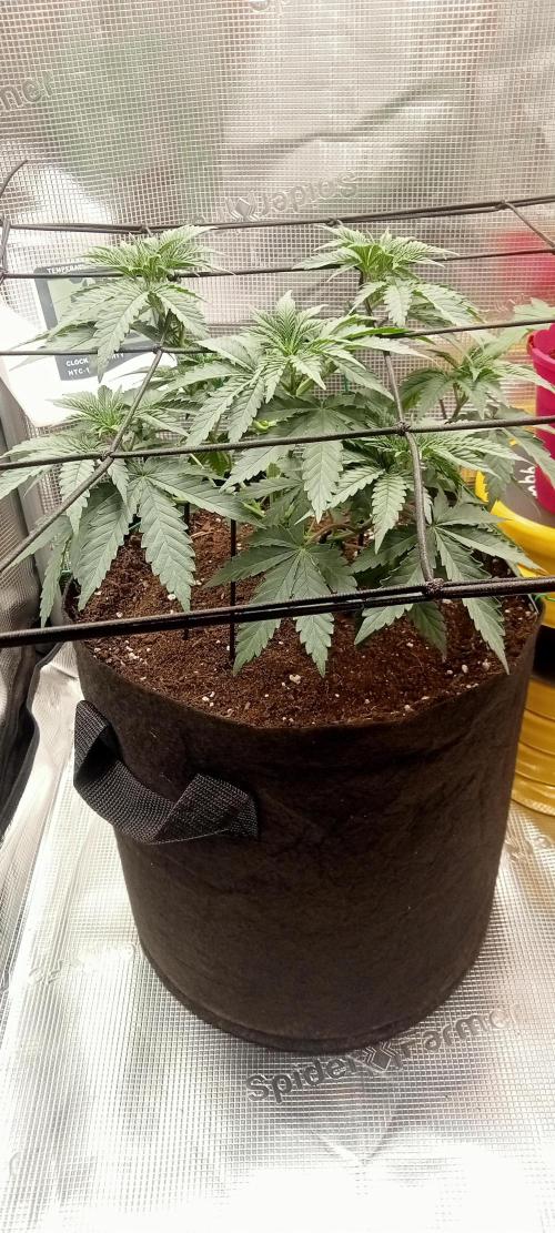 smashernovski poppin!. Week 5