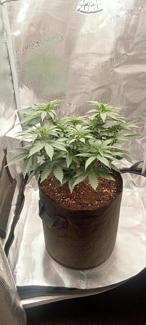 smashernovski poppin!. Week 6