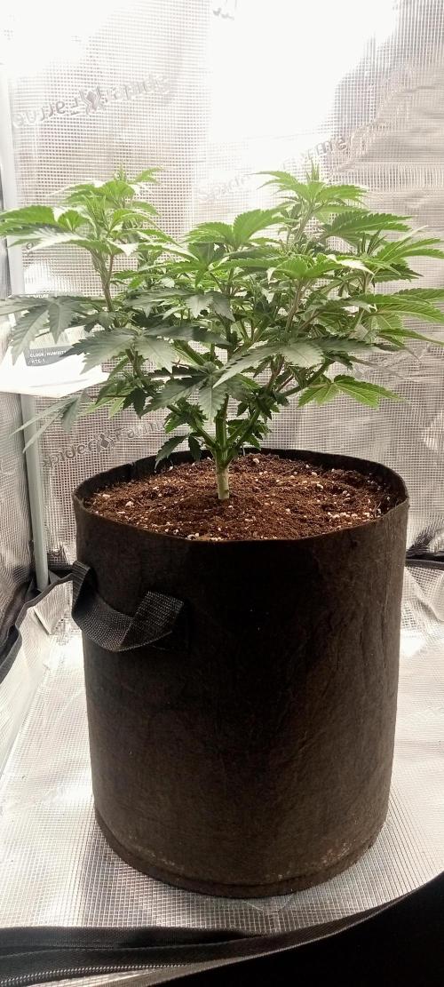 Grow Tent 2x2. Week 6