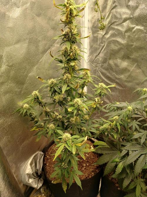 Seedsman's Mystery Mix. Week 8