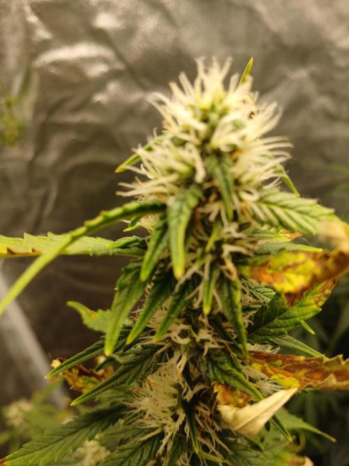 Seedsman's Mystery Mix. Week 8