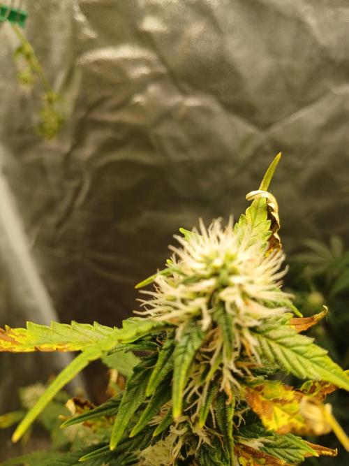 Seedsman's Mystery Mix. Week 8