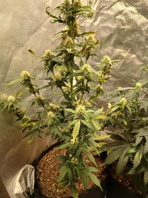 Seedsman's Mystery Mix. Week 8