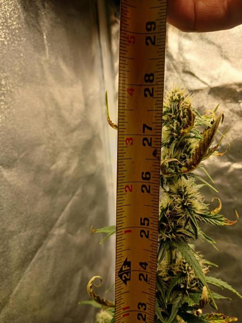 Seedsman's Mystery Mix. Week 8