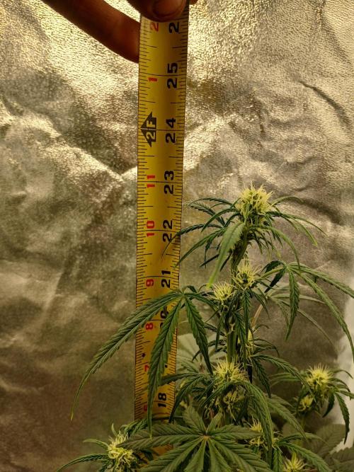 Seedsman's White widow auto. Week 5