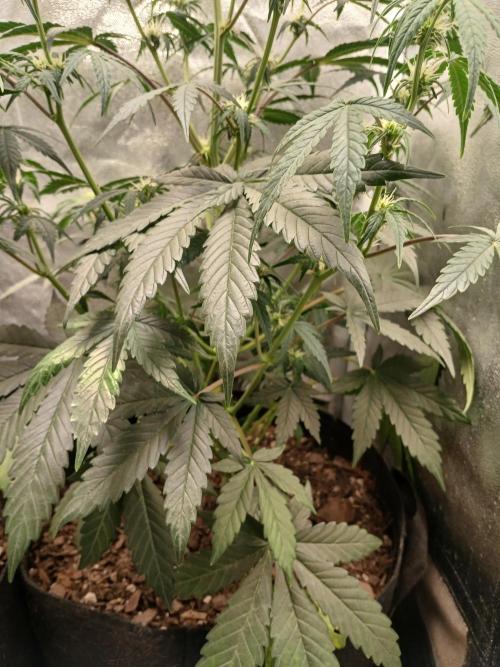 Seedsman's White widow auto. Week 5