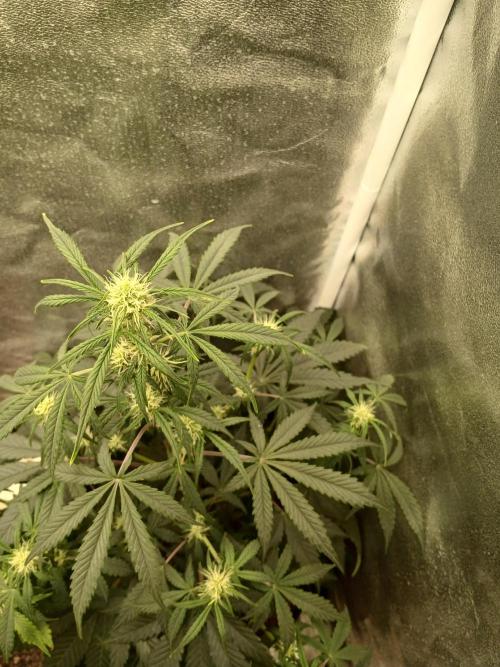 Seedsman's White widow auto. Week 5