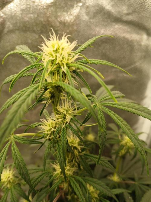 Seedsman's White widow auto. Week 5