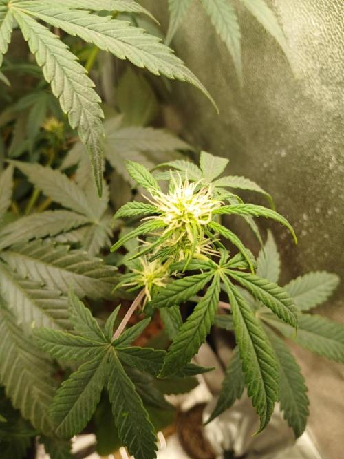 Seedsman's White widow auto. Week 5