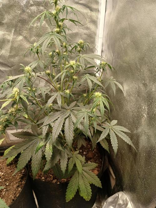 Seedsman's White widow auto. Week 5