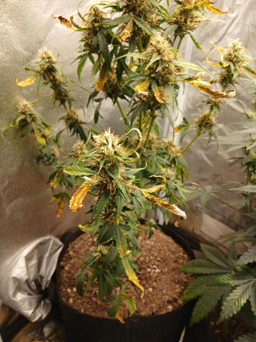 Seedsman's Mystery Mix. Week 9