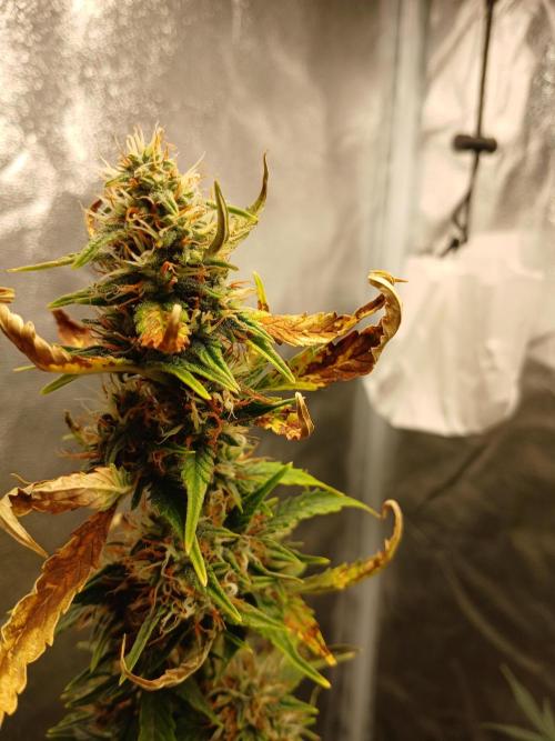 Seedsman's Mystery Mix. Week 9