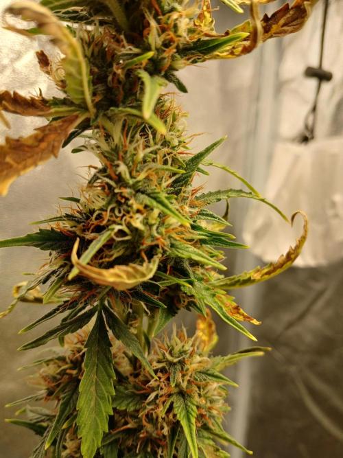 Seedsman's Mystery Mix. Week 9