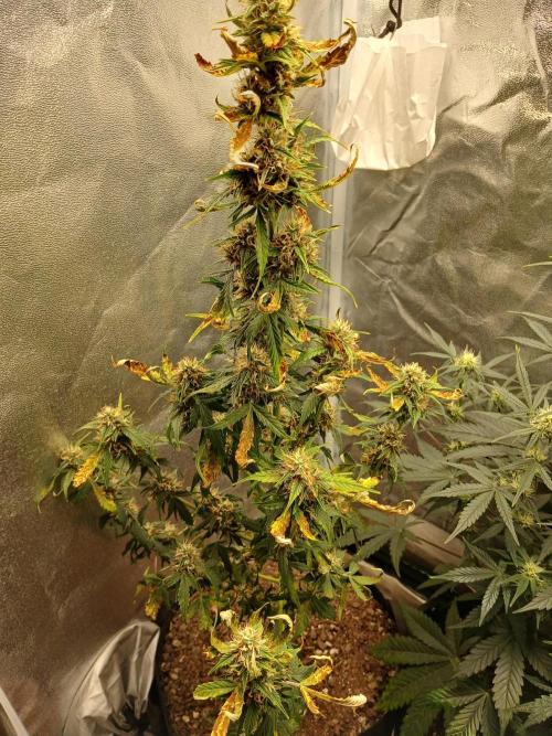 Seedsman's Mystery Mix. Week 9