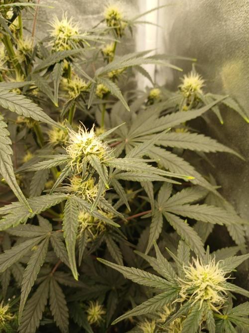 Seedsman's White widow auto. Week 6