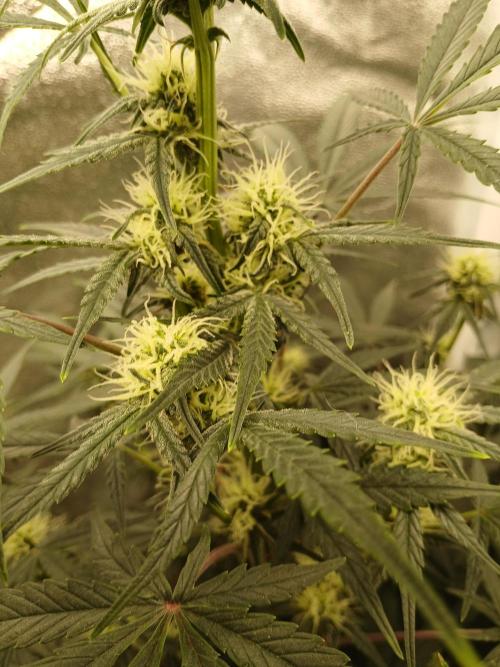 Seedsman's White widow auto. Week 6