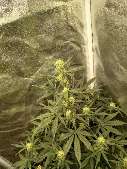 Seedsman's White widow auto. Week 6