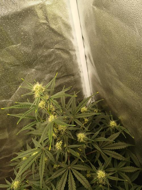 Seedsman's White widow auto. Week 6