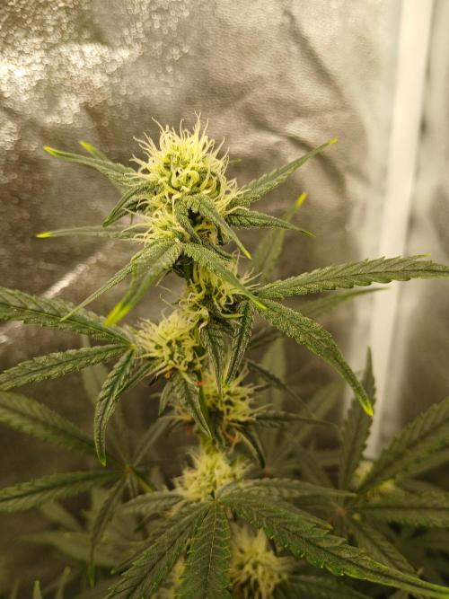 Seedsman's White widow auto. Week 6