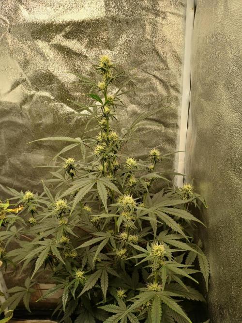 Seedsman's White widow auto. Week 6