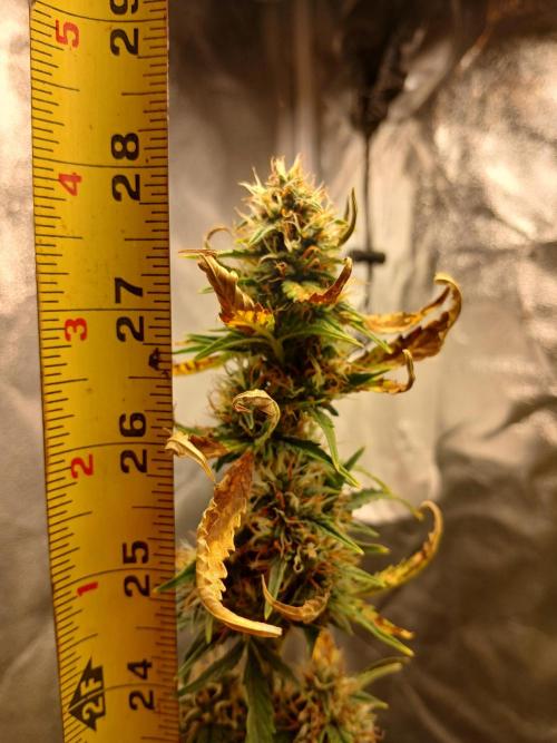 Seedsman's Mystery Mix. Week 10