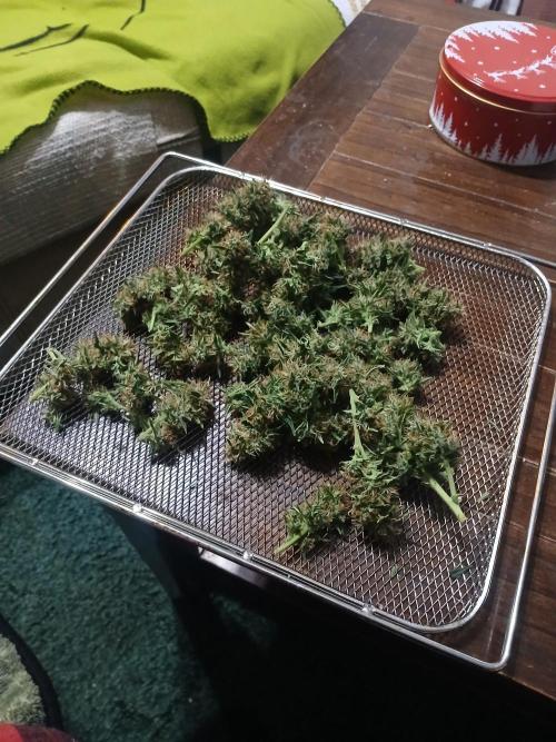 Seedsman's Mystery Mix. Week 10