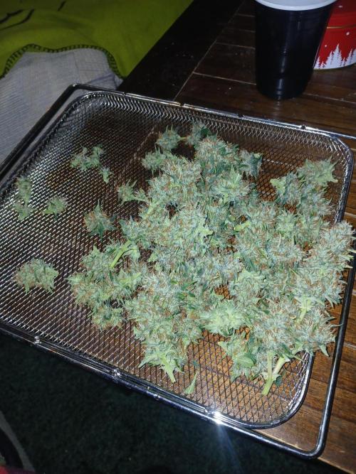 Seedsman's Mystery Mix. Week 10