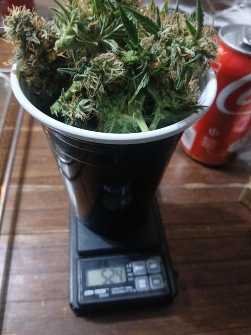 Seedsman's Mystery Mix. Week 10