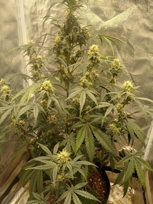 Seedsman's White widow auto. Week 7