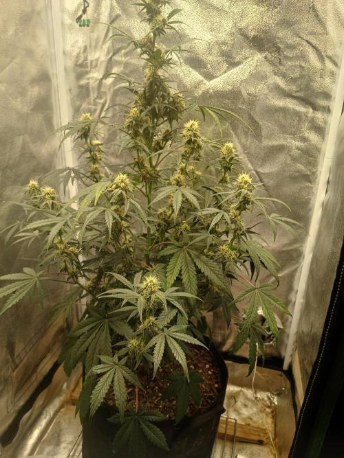Seedsman's White widow auto. Week 7