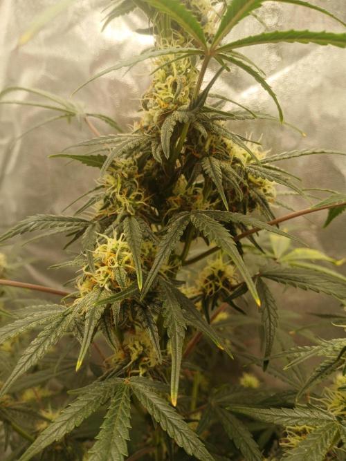 Seedsman's White widow auto. Week 7