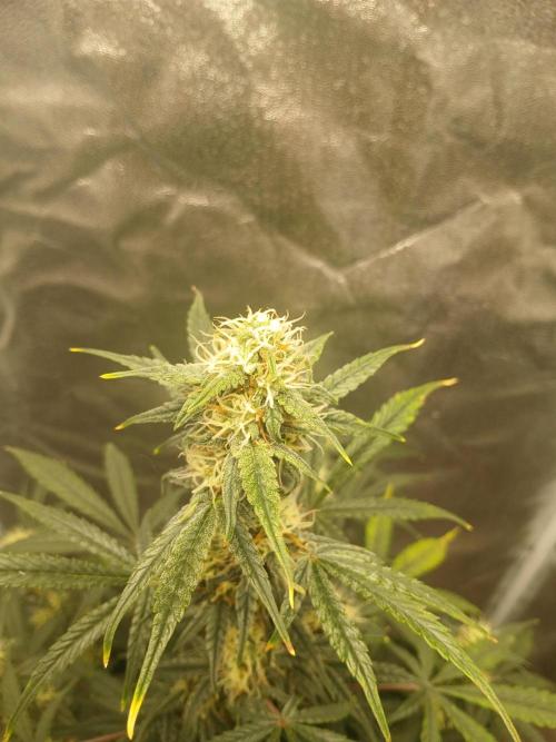 Seedsman's White widow auto. Week 7
